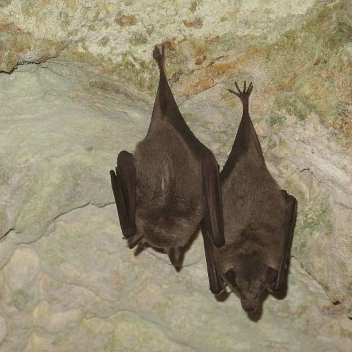 Nationaal park Arikok Aruba Vleermuizen dieren wildlife grotten 