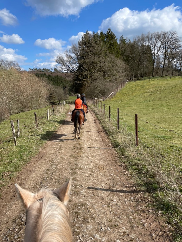 Paardrijden in de Eifel reitcentrum reiten Kronenburger See buitenrit paarden
